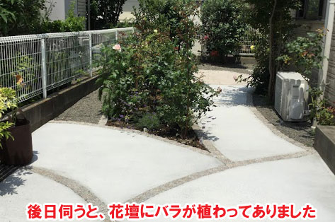 後日伺うと、花壇にバラが植わってありました／神奈川県藤沢市Ｈ様事例　プロに相談して庭をやり直し・やり替え　大人シックなエレガントでおしゃれなコンクリートの庭に