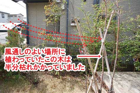 風通しのよい場所に植わっていたこの木は半分枯れかかっていました～神奈川県藤沢市Ｔ様事例　芝生の庭を後悔、芝生をやめたい。生の庭が雑草だらけで後悔！ウッドデッキでアウトドアリビング庭工事リフォーム