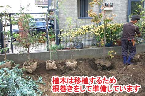 植木は移植するため根巻きをして準備しています～神奈川県藤沢市Ｔ様事例　芝生の庭を後悔、芝生をやめたい。生の庭が雑草だらけで後悔！ウッドデッキでアウトドアリビング庭工事リフォーム