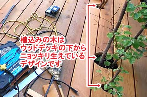 植込みの木はウッドデッキの下からニョッキリ生えているデザインです～神奈川県藤沢市Ｔ様事例　芝生の庭を後悔、芝生をやめたい。生の庭が雑草だらけで後悔！ウッドデッキでアウトドアリビング庭工事リフォーム