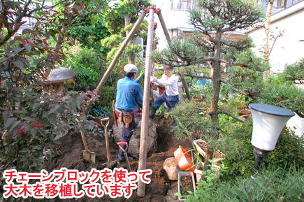 チェーンブロックを使って大木を移植しています　レンガとジェラストーンの石張りデザインでおしゃれ・素敵な洋風ガーデン庭づくり～神奈川県茅ヶ崎市造園リフォーム