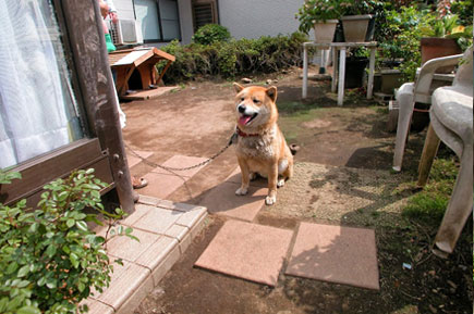 犬がリード無しで遊べるお庭に　レンガとジェラストーンの石張りデザインでおしゃれ・素敵な洋風ガーデン庭づくり～神奈川県茅ヶ崎市造園リフォーム