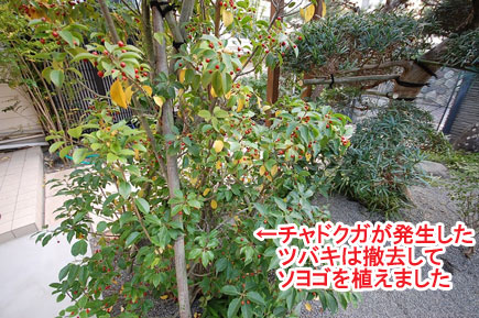 チャドクガが発生したツバキは撤去してソヨゴを植えました／神奈川県藤沢市Ｙ様邸事例～相続した和風庭園をモダンに、和テイストの庭をアレンジして和モダンの庭に造園リフォーム