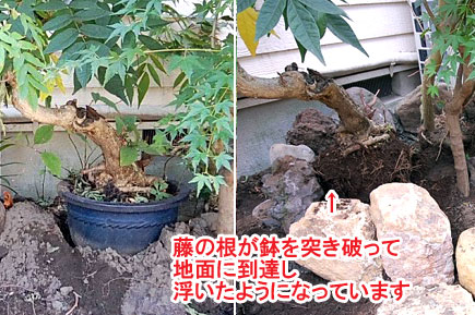 藤の根が鉢を突き破って地面に到達し浮いたようになっています／神奈川県藤沢市Ｙ様邸事例～相続した和風庭園をモダンに、和テイストの庭をアレンジして和モダンの庭に造園リフォーム