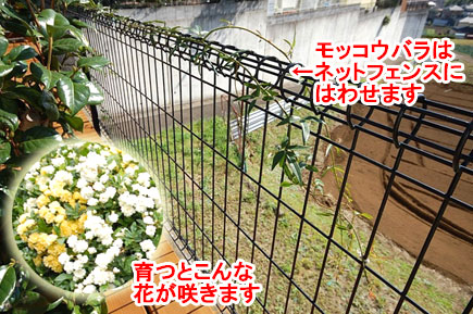 モッコウバラはネットフェンスにはわせます　神奈川県横浜市 スタイリッシュな庭,かっこいい庭,カフェ風の広いお庭,収納,床下収納,ウッドデッキ,おしゃれ,レイアウトの造園施工事例