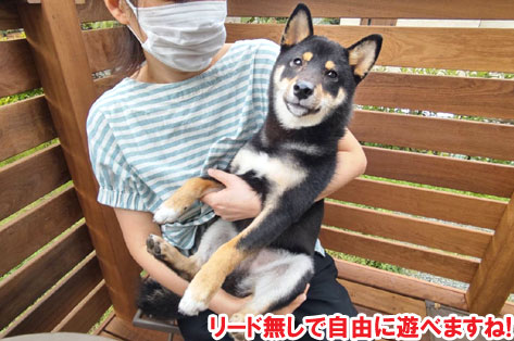 庭に愛犬のフリースペースを作ろう！夏も涼しいウッドデッキ施工例　神奈川県 鎌倉市