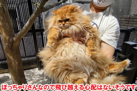 犬と猫が自由に過ごせる石張りの洋風ガーデン施工例　犬,猫,フリースペース,石張り,ジェラストーン,飛び出し防止フェンス～横浜市K様ジェラストーン、アルミフェンス事例