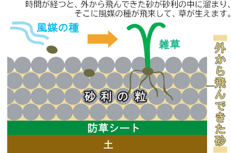 風媒の種が飛んで来て草が生える事があります　広い庭・広すぎる庭の実家リフォーム・実家の庭リフォーム～コンクリートと芝生の雑草対策造園で管理が楽なお庭　神奈川県横須賀市施工事例