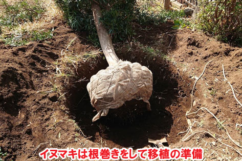 イヌマキは根巻きをして移植の準備／相続した実家の広い庭を人工芝とタイル張りで手入れ不要＆手入れが楽なノーメンテナンス(メンテンアスフリー・ローメンテナンス)のアトリエ兼別荘に造園リフォーム・外構工事施工事例～別荘,アトリエ,別荘の庭,人工芝,タイル張り,実家の庭,庭づくり,造園,メンテナンスフリー,ノーメンテナンス,ローメンテナンス,手入れ不要