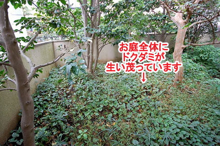 神奈川県 藤沢市 洋風庭園,庭づくり,庭木,植木,管理,ドクダミ,お手入れの造園施工事例