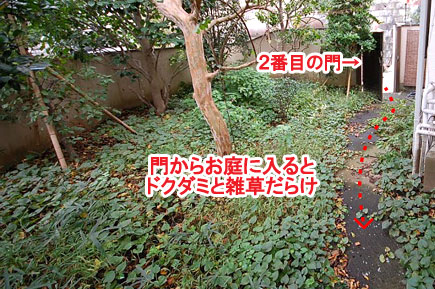 神奈川県 藤沢市 洋風庭園,庭づくり,庭木,植木,管理,ドクダミ,お手入れの造園施工事例