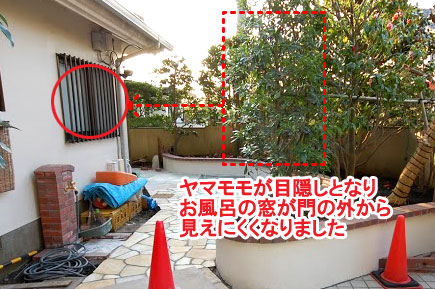 神奈川県 藤沢市 洋風庭園,庭づくり,庭木,植木,管理,ドクダミ,お手入れの造園施工事例