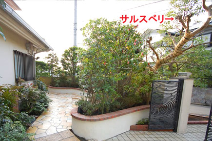 神奈川県 藤沢市 洋風庭園,庭づくり,庭木,植木,管理,ドクダミ,お手入れの造園施工事例
