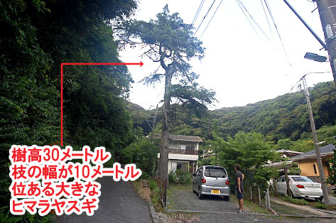 神奈川県 鎌倉市 大きな木が邪魔で切りたいというご相談　草だらけの庭はおしゃれなコンクリート敷きで雑草対策します　柑橘類の目隠しも素敵