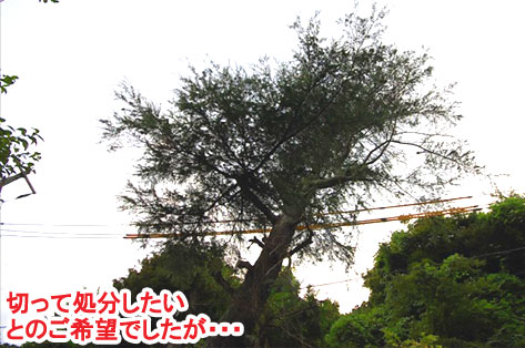神奈川県 鎌倉市 大きな木が邪魔で切りたいというご相談　草だらけの庭はおしゃれなコンクリート敷きで雑草対策します　柑橘類の目隠しも素敵