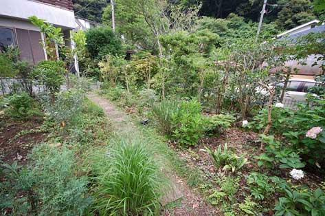 神奈川県 鎌倉市 大きな木が邪魔で切りたいというご相談　草だらけの庭はおしゃれなコンクリート敷きで雑草対策します　柑橘類の目隠しも素敵