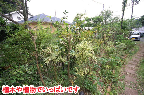 神奈川県 鎌倉市 大きな木が邪魔で切りたいというご相談　草だらけの庭はおしゃれなコンクリート敷きで雑草対策します　柑橘類の目隠しも素敵