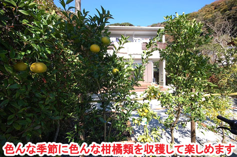 神奈川県 鎌倉市 大きな木が邪魔で切りたいというご相談　草だらけの庭はおしゃれなコンクリート敷きで雑草対策します　柑橘類の目隠しも素敵