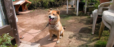 神奈川県 茅ヶ崎市 庭園 リノベーション施工事例　ドッグランにように愛犬を自由に走らせたい
