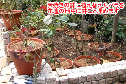 素焼きの鉢に植え替えたバラを花壇の地中に鉢ごと埋めます　レンガとジェラストーンの石張りデザインでおしゃれ・素敵な洋風ガーデン庭づくり～神奈川県茅ヶ崎市造園リフォーム