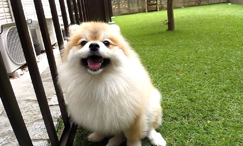 おしゃれなペットが遊べる庭雑草対策リフォーム～神奈川県厚木市K様邸／おしゃれな庭リフォーム 一軒家の庭,戸建ての庭をおしゃれにするこつ,デザイン～おしゃれな庭,一軒家の庭,戸建ての庭,洗練された庭,センスが良い庭,上品な庭,落ち着いた庭,高級感のある庭,品格がある庭,かっこいい庭,広い庭,雑草対策,リフォーム,デザイン,レイアウト