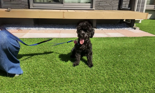 おしゃれなペットが遊べる庭雑草対策リフォーム～神奈川県横浜市O様邸／おしゃれな庭リフォーム 一軒家の庭,戸建ての庭をおしゃれにするこつ,デザイン～おしゃれな庭,一軒家の庭,戸建ての庭,洗練された庭,センスが良い庭,上品な庭,落ち着いた庭,高級感のある庭,品格がある庭,かっこいい庭,広い庭,雑草対策,リフォーム,デザイン,レイアウト