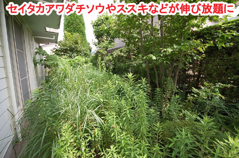 セイタカアワダチソウやススキなどが伸び放題に　神奈川県 横浜市 雑草対策 レンガ張り 造園、おしゃれな広いお庭 レイアウト